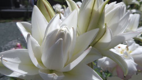 lilies in the summer