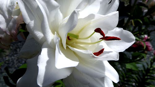 Darmowe zdjęcie z galerii z biały, lato, lilie