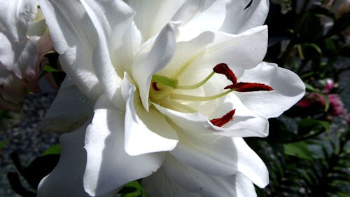 lilies in the summer