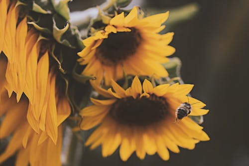 Free Honey Bee About to Perch on Yellow Sunflower Stock Photo