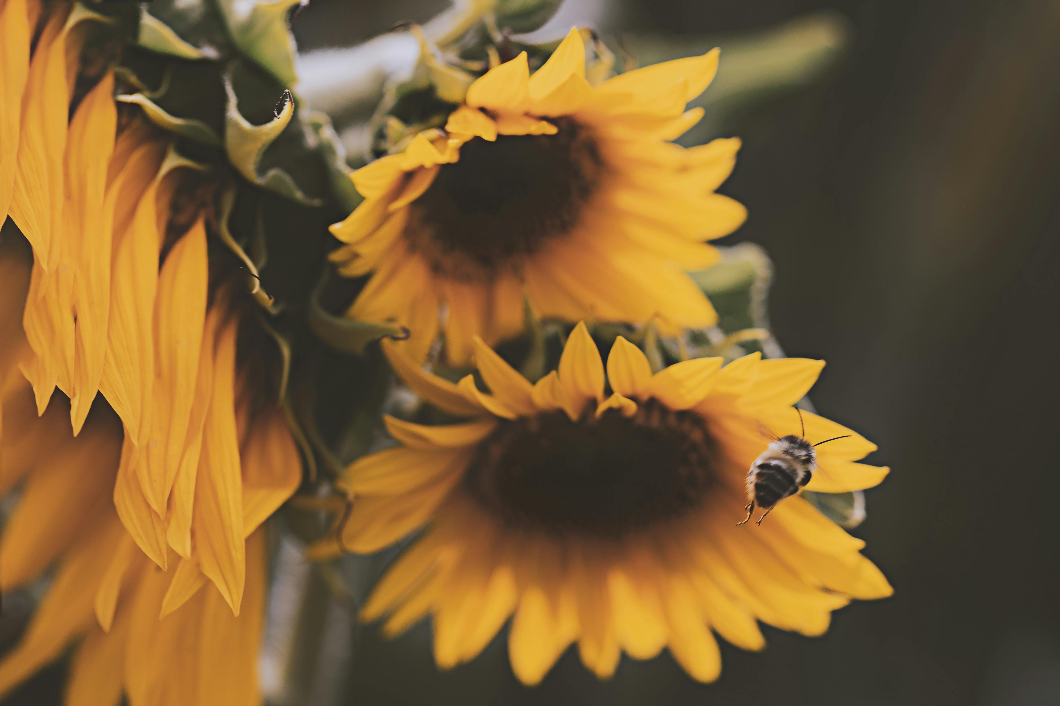 Yellow Flower Photo · Free Stock Photo