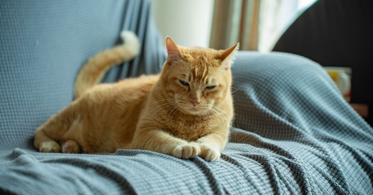 Canapé et animaux de compagnie : le guide malin pour choisir le bon revêtement