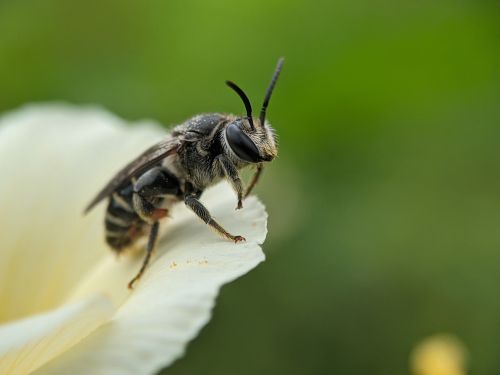 Free Detailed macro shot of a bee perched on a light petal against a blurred background. Stock Photo