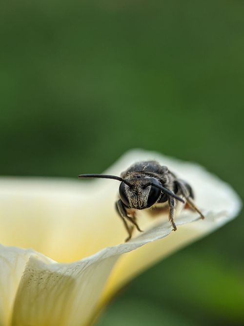 Free Detailed macro image of a bee resting on a flower petal, highlighting natural beauty. Stock Photo