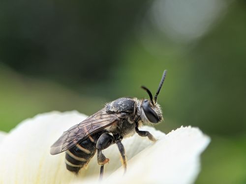 Free Close-up of a bee perched on a flower petal with blurred nature background. Stock Photo