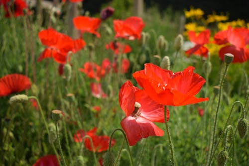 Gratis stockfoto met groen, klaproos, natuur