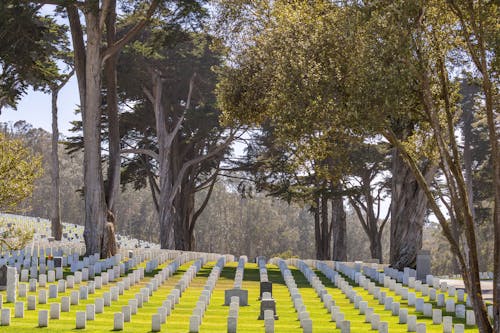 Δωρεάν στοκ φωτογραφιών με δέντρα, ηλιακό φως, νεκροταφείο Φωτογραφία από στοκ φωτογραφιών