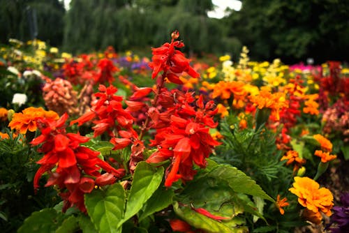 Fotobanka s bezplatnými fotkami na tému botanická záhrada, červená, dúha