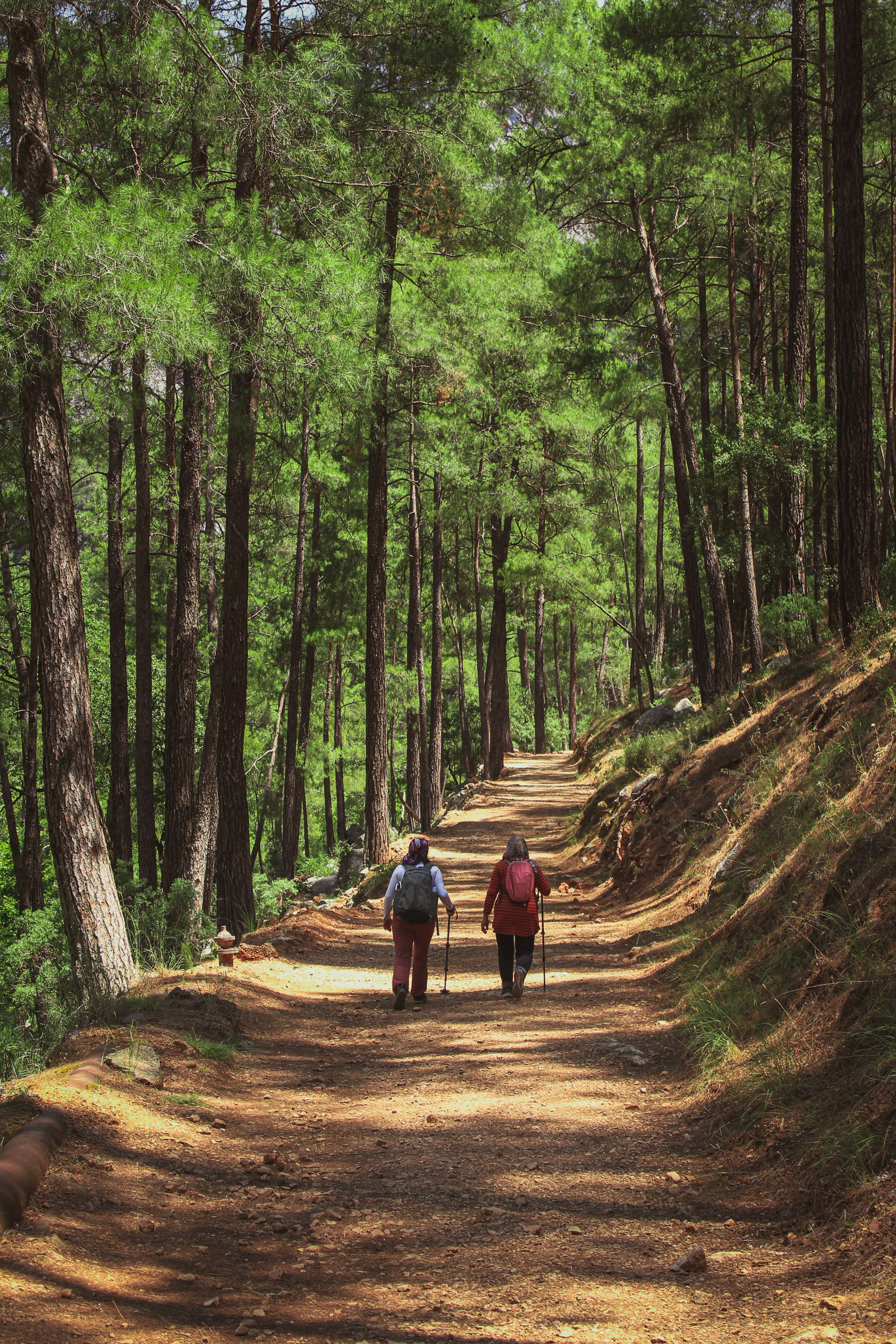 People Walking on Unpaved Pathway between Trees · Free Stock Photo