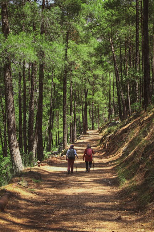 Back View of Two People Walking on Dirt Road between Green Trees