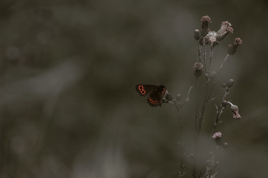 Free Red Admiral Butterfly Perching on Flower Stock Photo