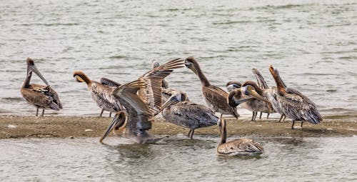 Free Flock of Pelicans on Water Stock Photo