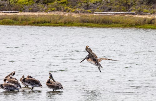 Birds in River