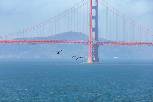 Bird Flying near Golden Gate Bridge