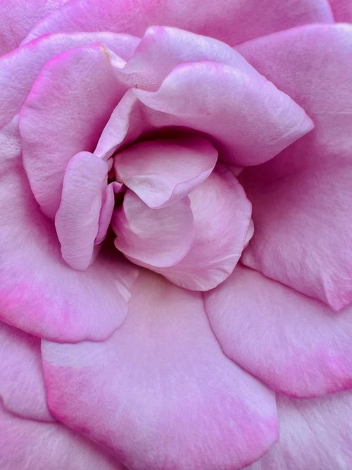Free Detailed view of a pink rose blossom showcasing its delicate petals and natural beauty. Stock Photo