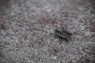 一张苍蝇的宏观图像，可见其眼睛和翅膀位于粗糙的表面上