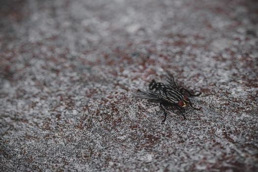 Close Up Photo of Black Horsefly