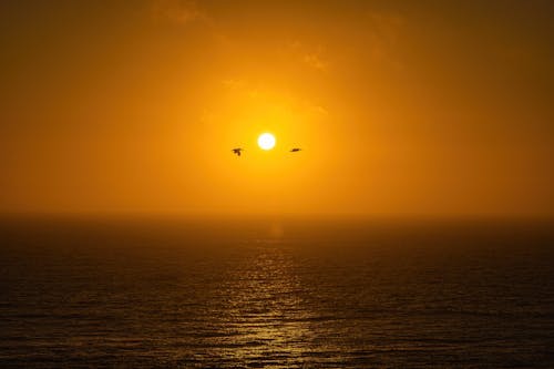 Birds Flying over the Sea during Sunset