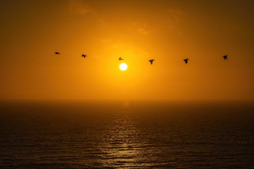 Silhouette of Birds Flying over the Sea during Sunset