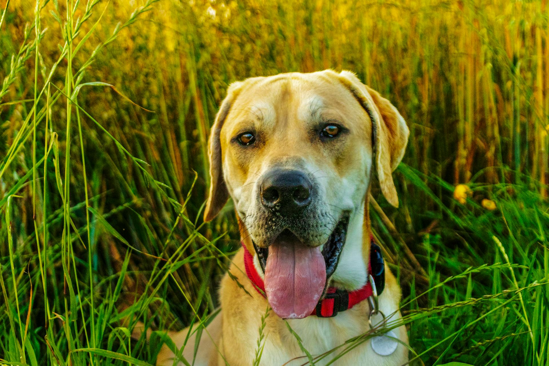 Labrador im Sonnenuntergang