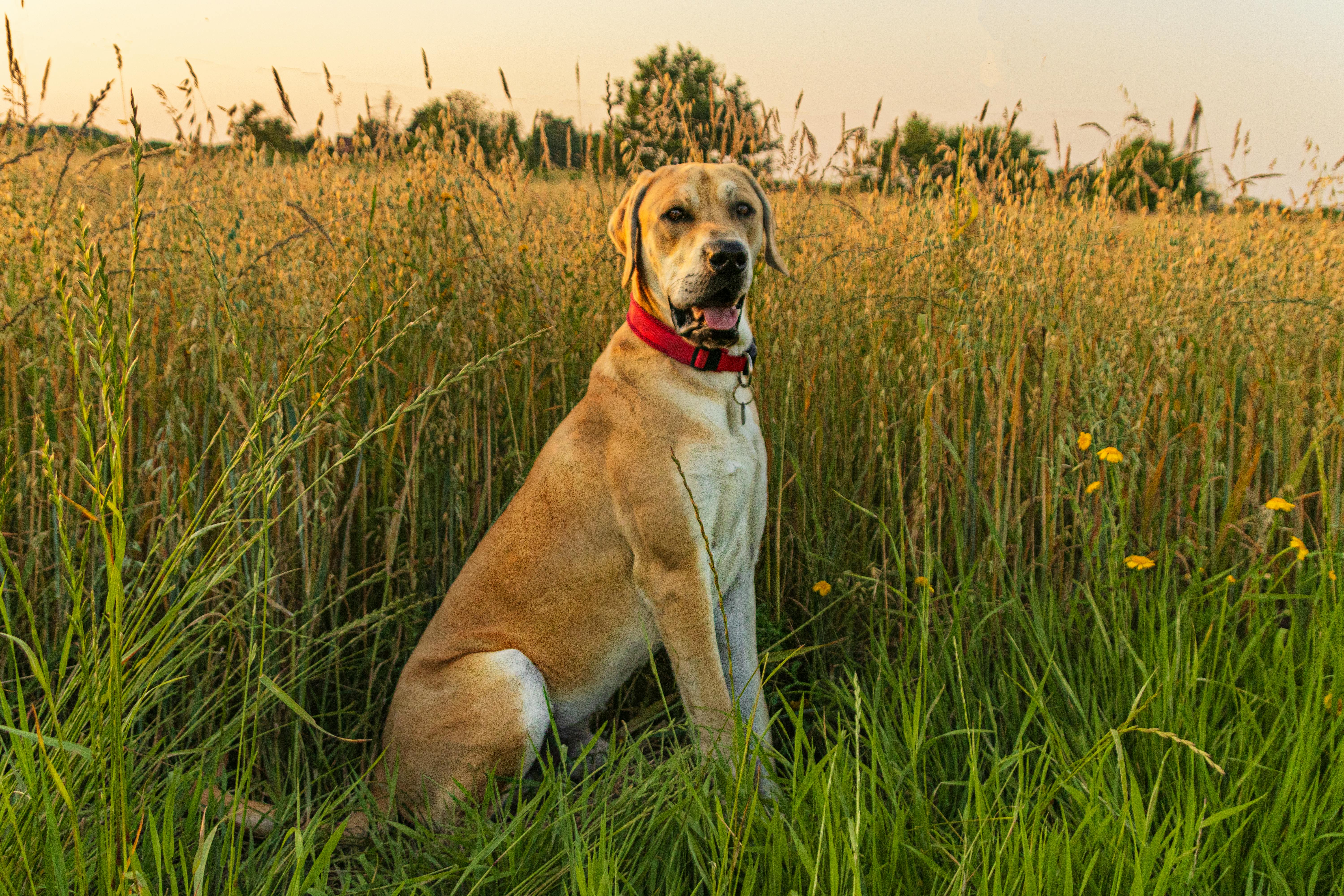 Hill's Pet Nutrition launches combination therapeutic diet supporting weight loss and mobility in cats — Photo by Heino Schli