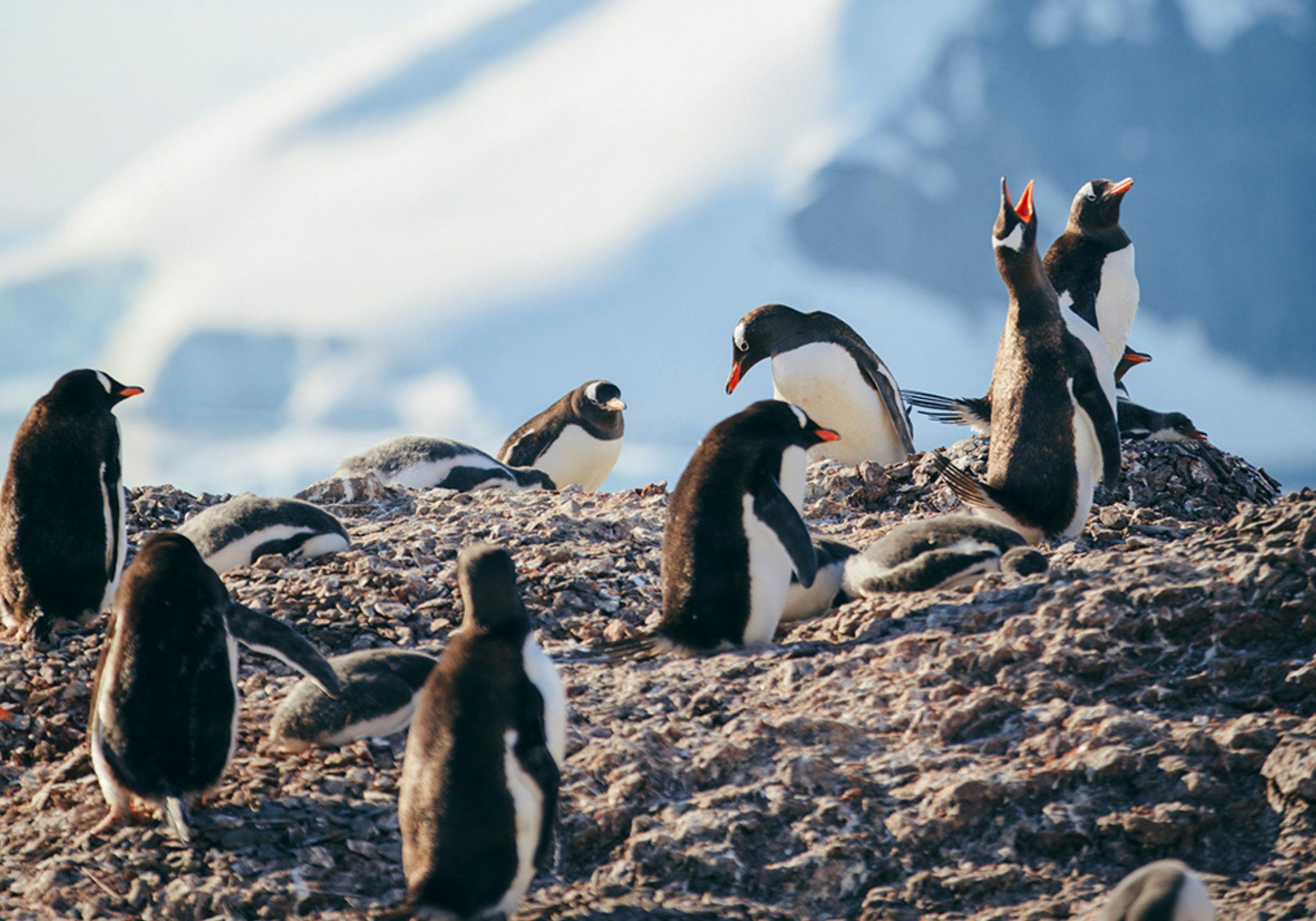 Keng Penguin Who Has Blundered Into A Gentoo Penguin Colony Stock Photo -  Download Image Now - iStock