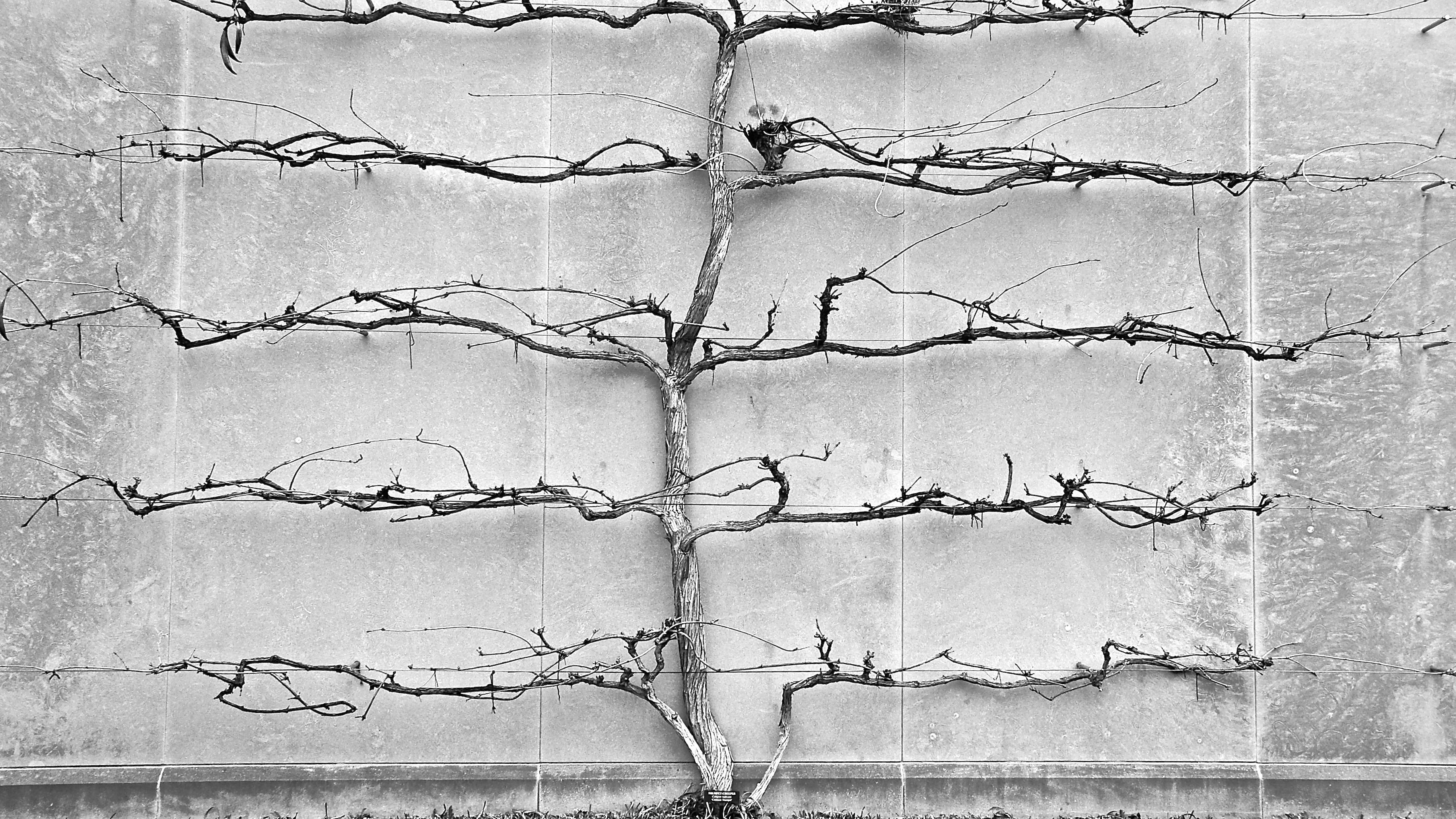 Free stock photo of black and white, tree, wall
