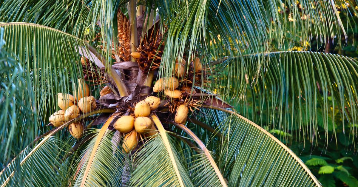 Tropical coconut palm tree with ripe coconuts, capturing the essence of Key West's paradise vibes.