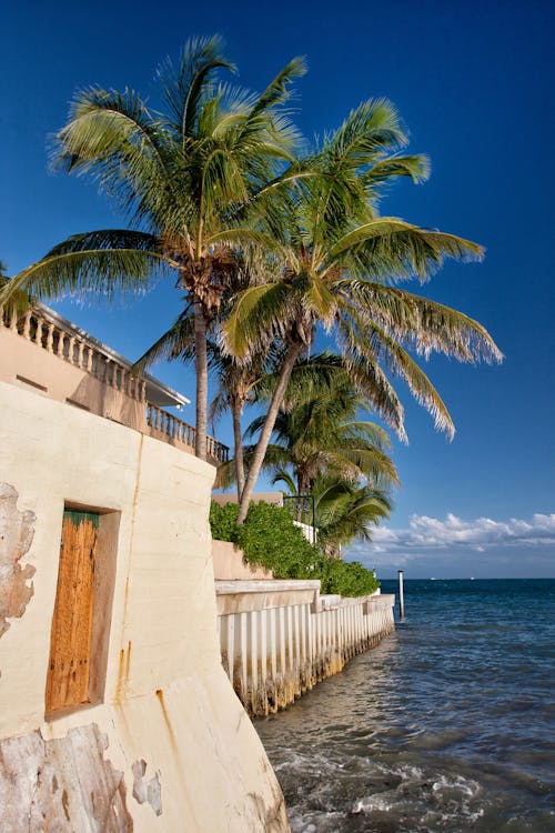 Palm Trees on White Concrete Building Near Sea