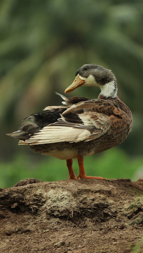 Free Brown and White Duck on Brown Soil Stock Photo