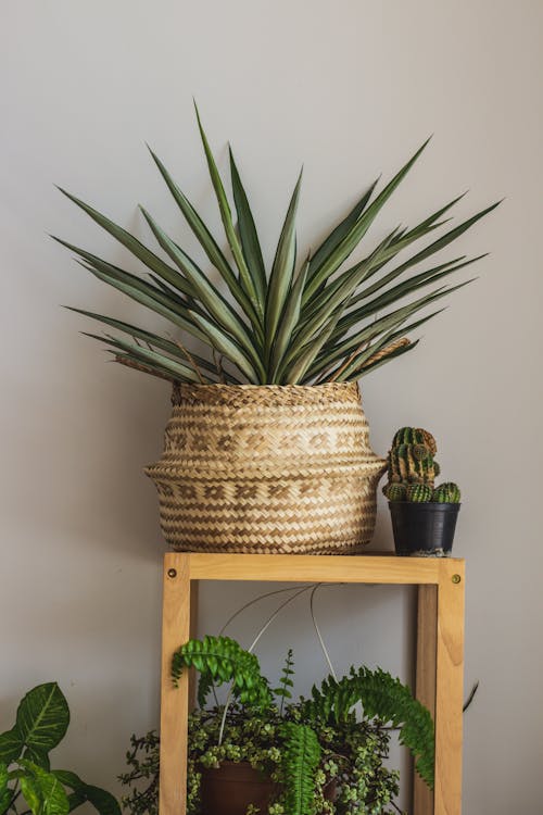 Green and Brown Pineapple on Brown Wooden Shelf