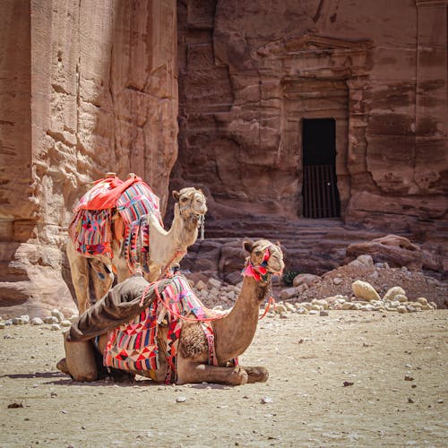 Brown Camel on Brown Sand