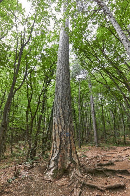 Green Trees on Brown Soil