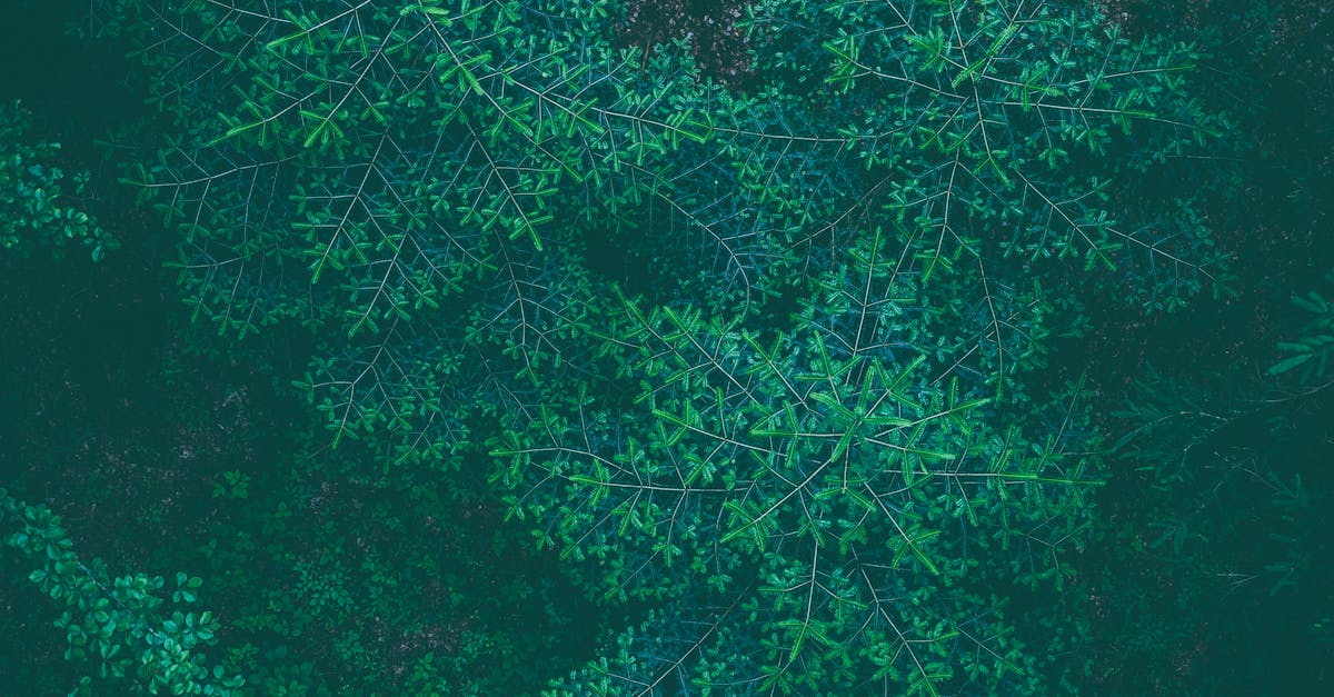 Free stock photo of fir, forest, plant