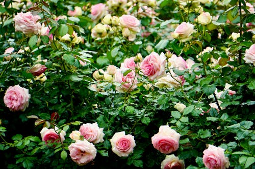 Ingyenes stockfotó növényvilág, rózsák, virágfotózás témában Stockfotó