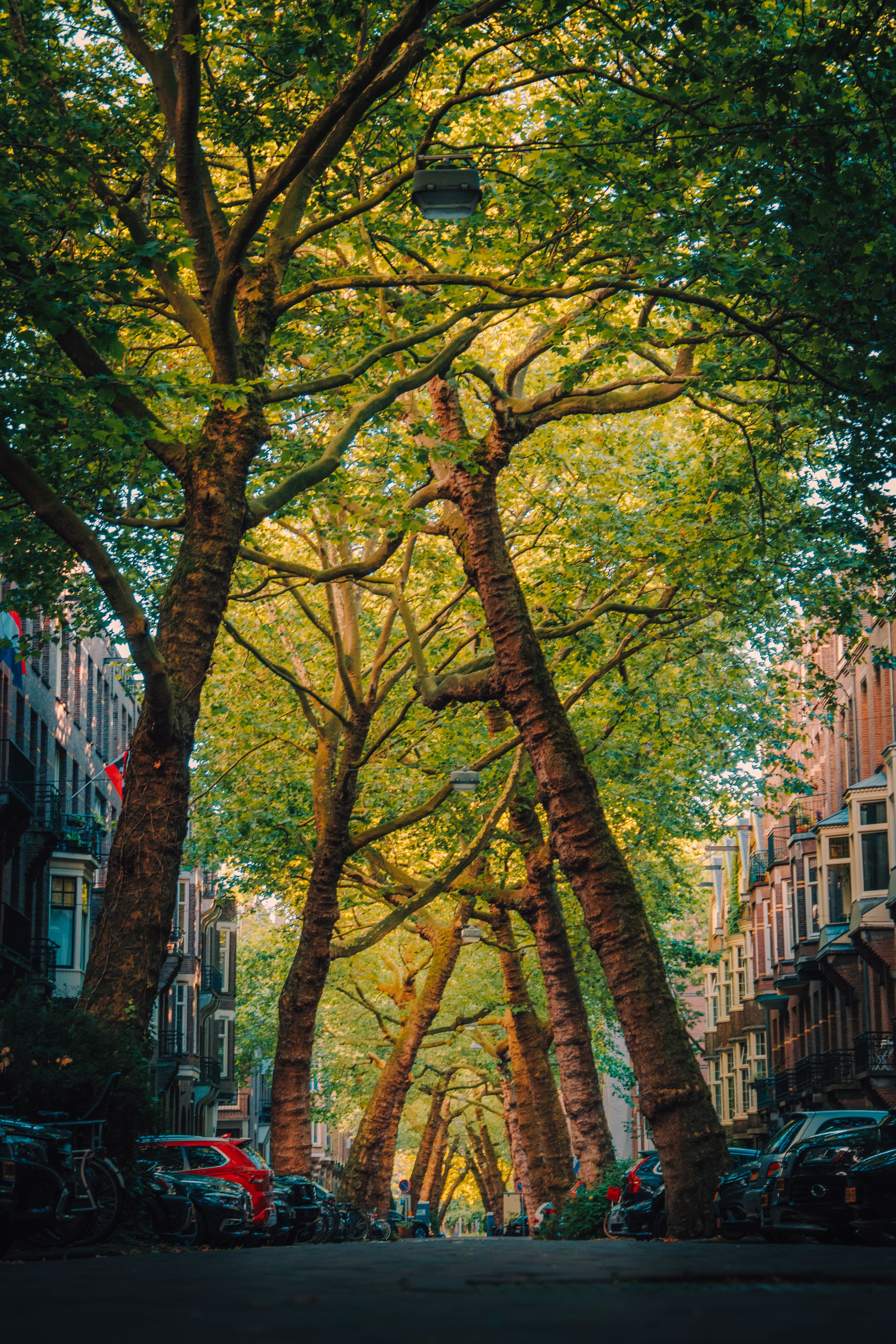 Alley under Trees in Town · Free Stock Photo