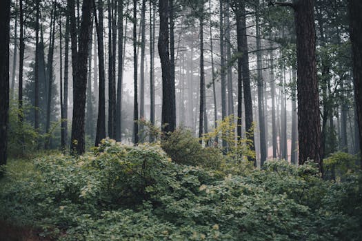 Serene and misty forest featuring tall trees and lush green vegetation, creating a tranquil atmosphere.