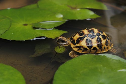 A Tortoise in the Water 