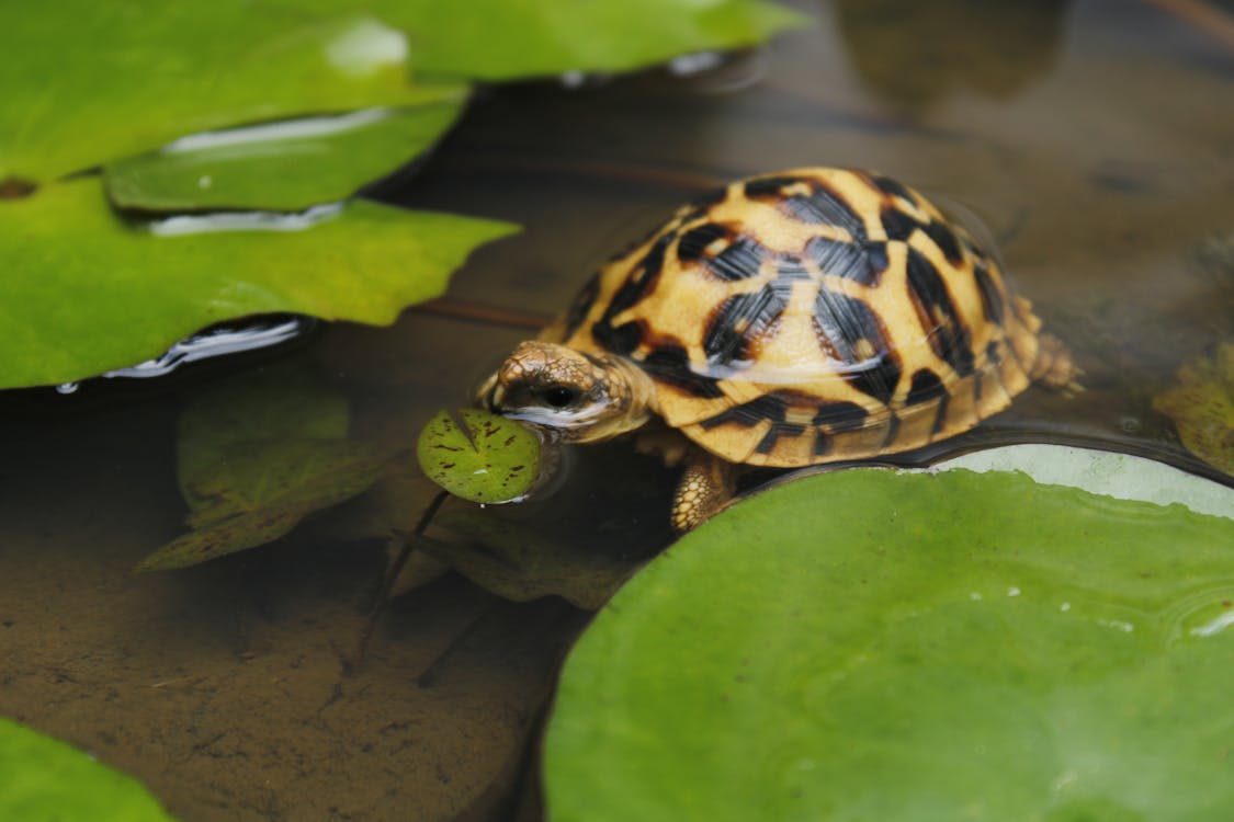 Fotobanka s bezplatnými fotkami na tému voda, zväčšenie, zviera