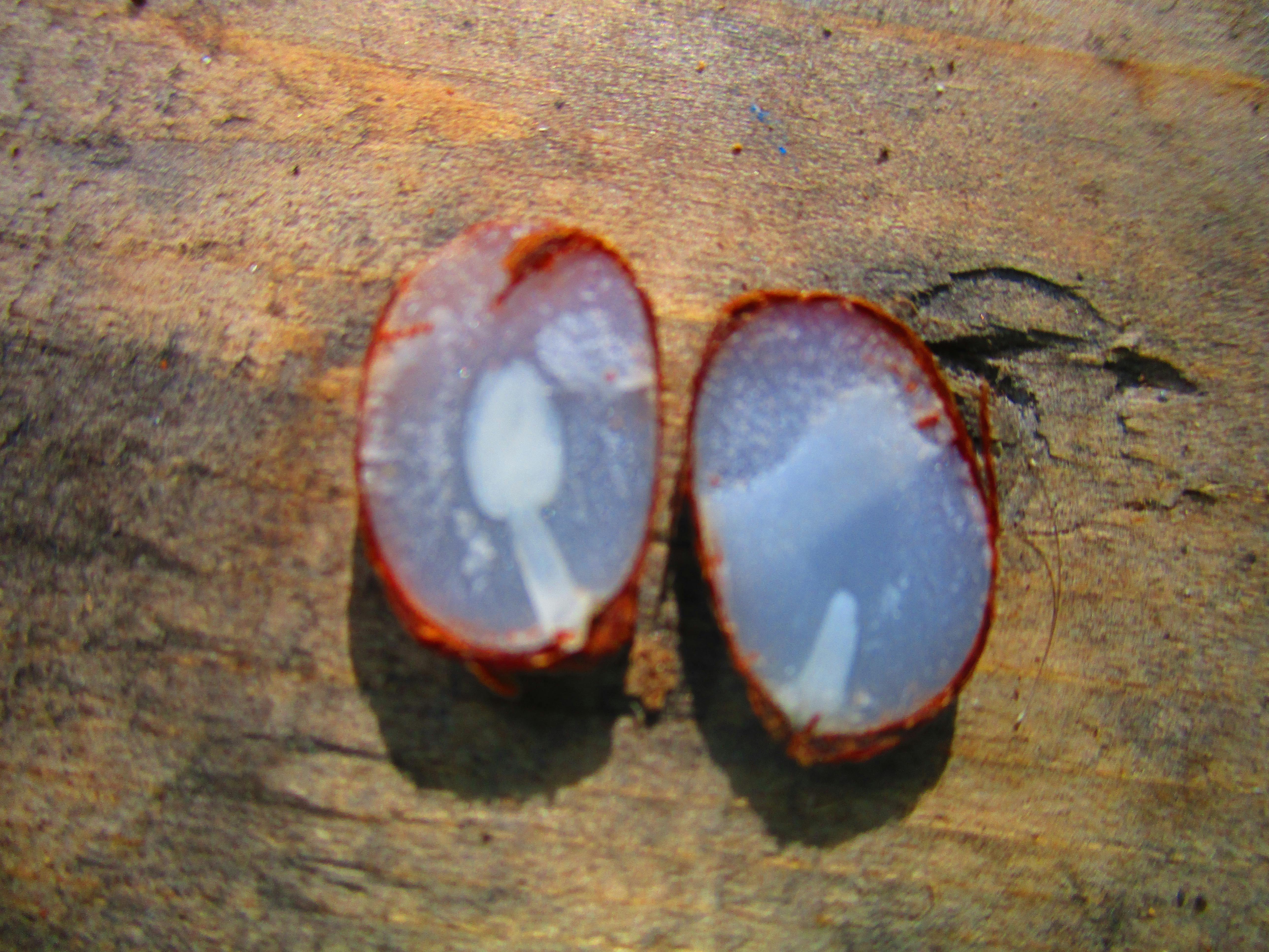 Free stock photo of homesteading, Off grid, Persimmon seed