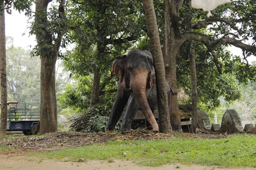 Elephant Standing Under the Trees
