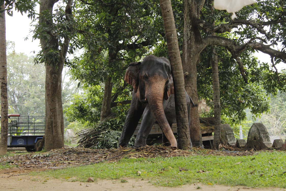 Elephant Standing Under the Trees