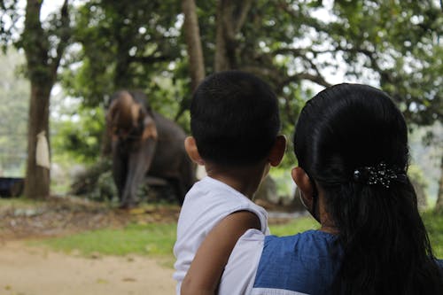 baby and mom looking at elephant