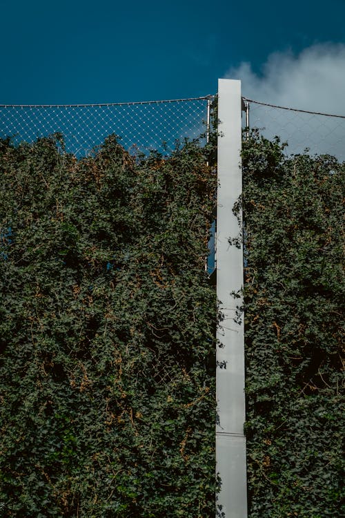 Gratuit Imagine de stoc gratuită din barieră, frunză, gard Fotografie de stoc