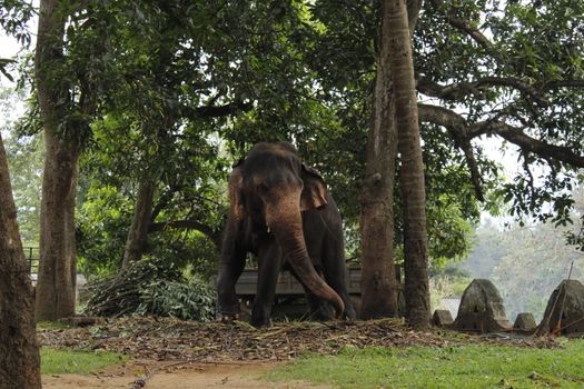 A majestic Sri Lankan elephant amidst towering trees in a tranquil forest environment.