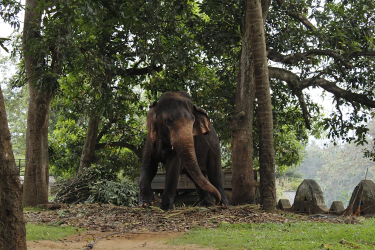 Sri Lankan Elephant Under The Trees
