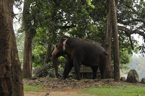 Elephant Near Green Trees