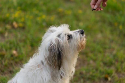 ポリッシュ ローランド シープドッグ, 動物の写真, 犬の無料の写真素材