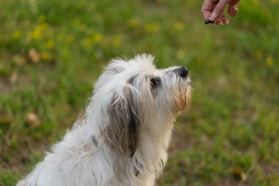Polish Lowland Sheepdog