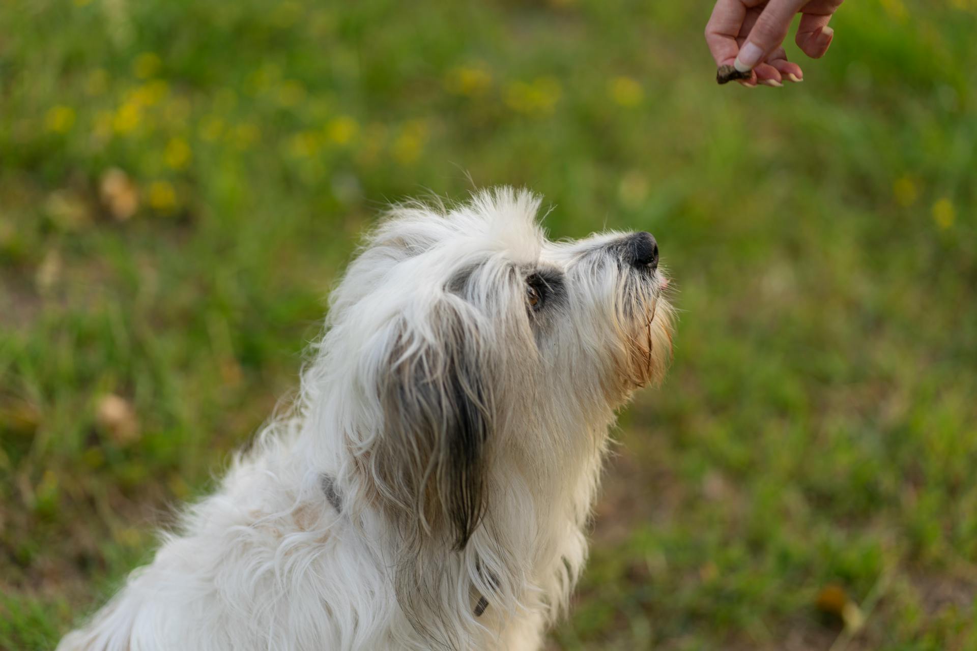 Une photo rapprochée d'un chien